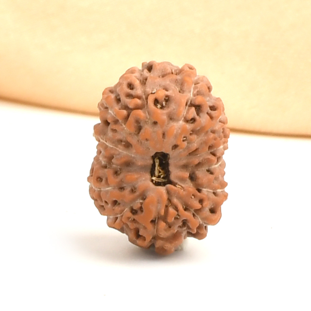 13 Mukhi from Java Indonesia - CCXXVII