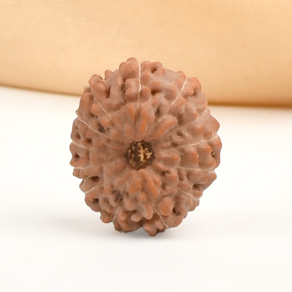 13 Mukhi from Java Indonesia - CCXXXII