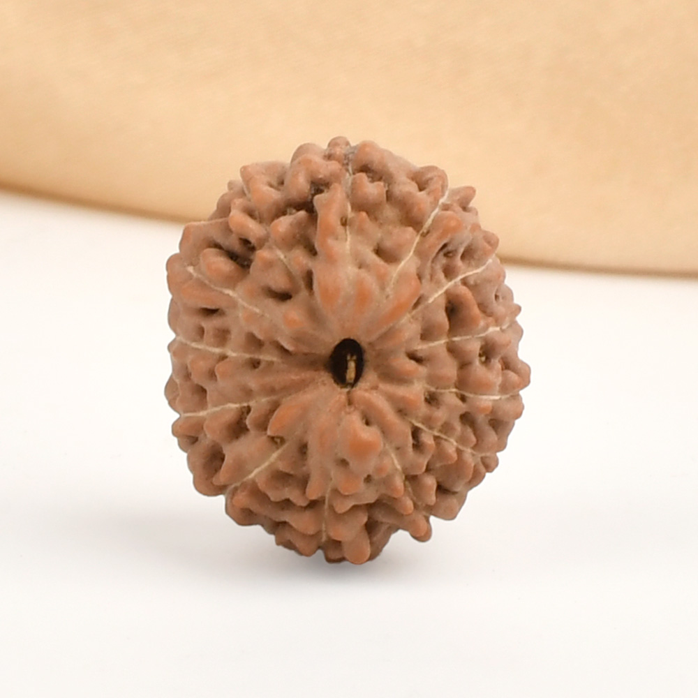 13 Mukhi from Java Indonesia - CCXXXIII