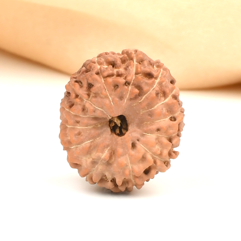 13 Mukhi from Java Indonesia Large - CLXXIX