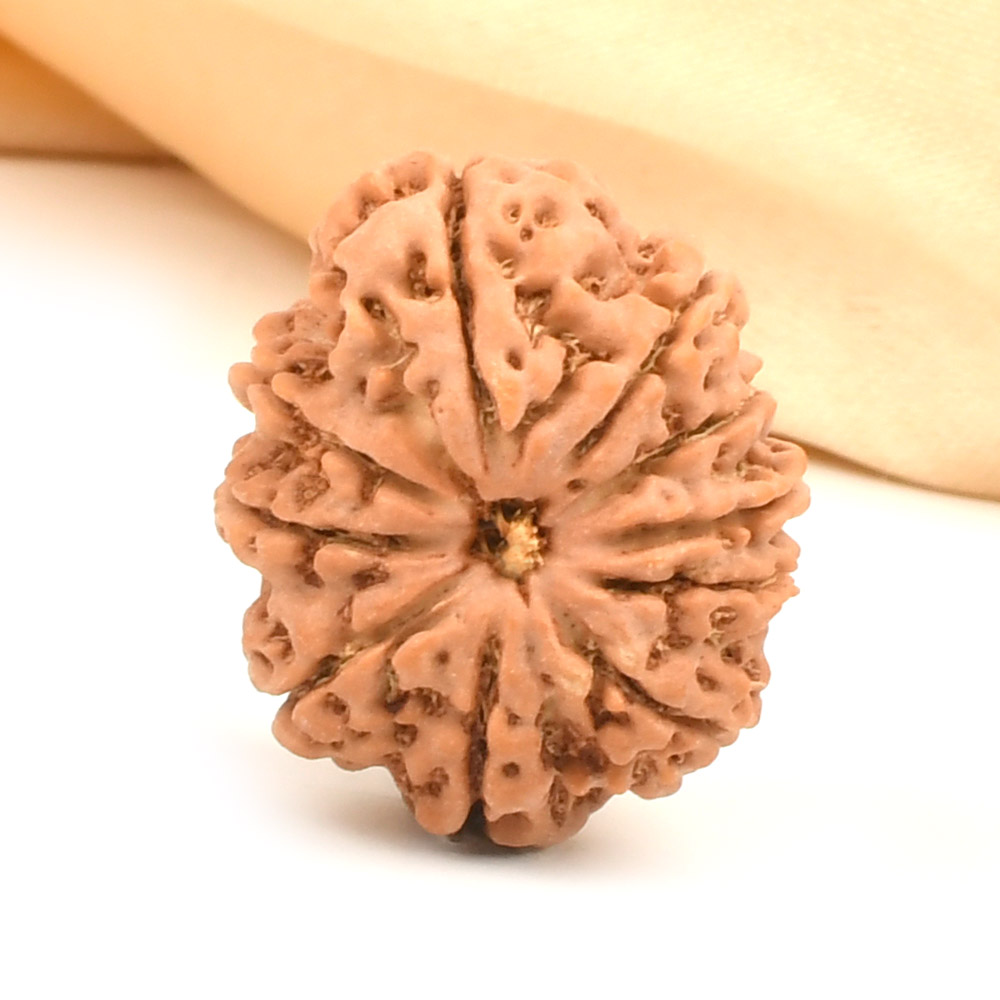 10 Mukhi from Nepal - CCLXXXVI