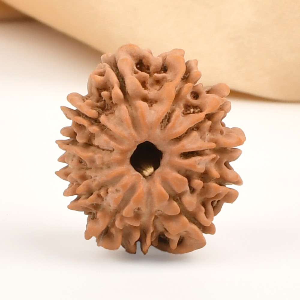 12 Mukhi from Nepal Small - CDXXI