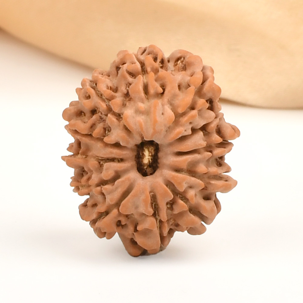 12 Mukhi from Nepal Small - CDI