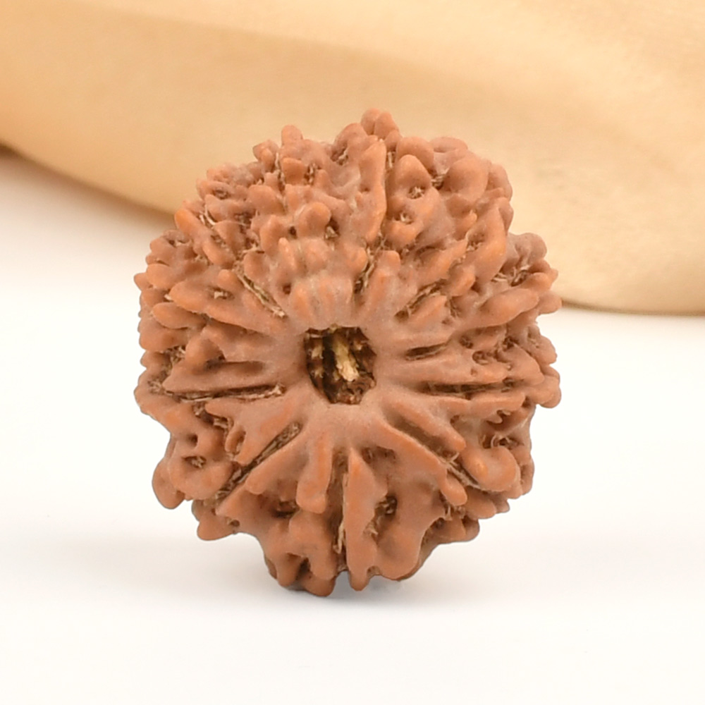 12 Mukhi from Nepal Small - CDII