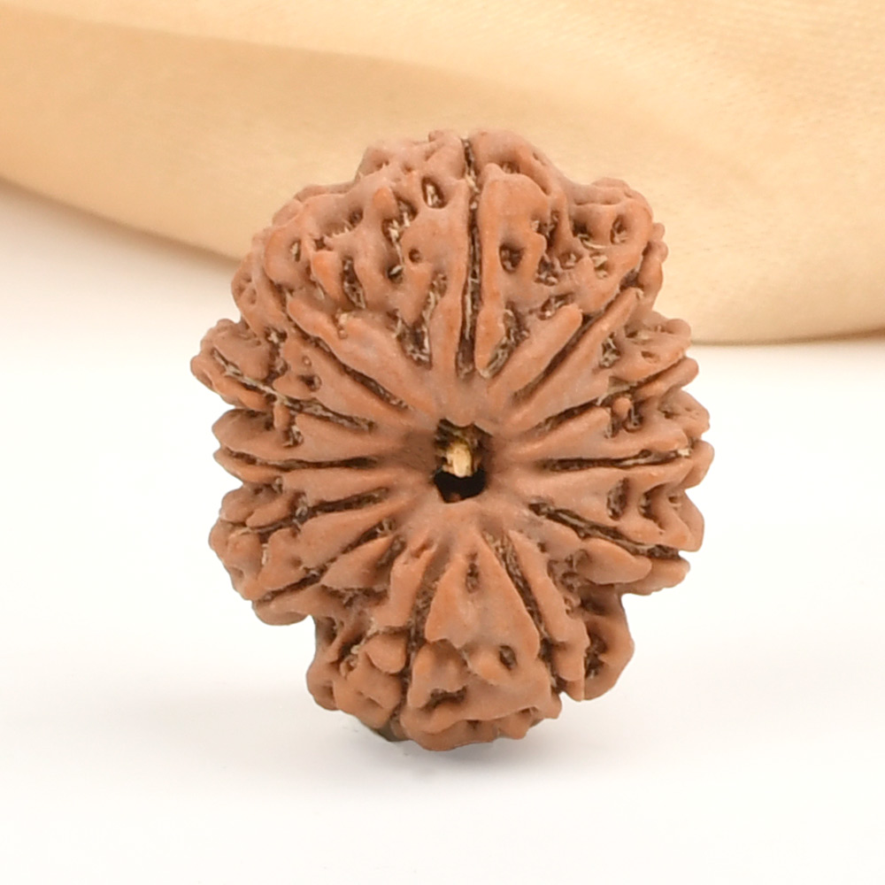 12 Mukhi from Nepal - CLVI