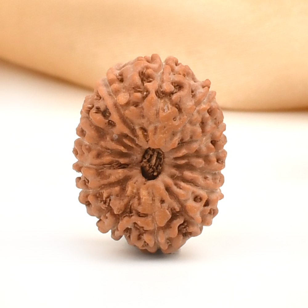 14 Mukhi from Java Indonesia Large - CLXXVI