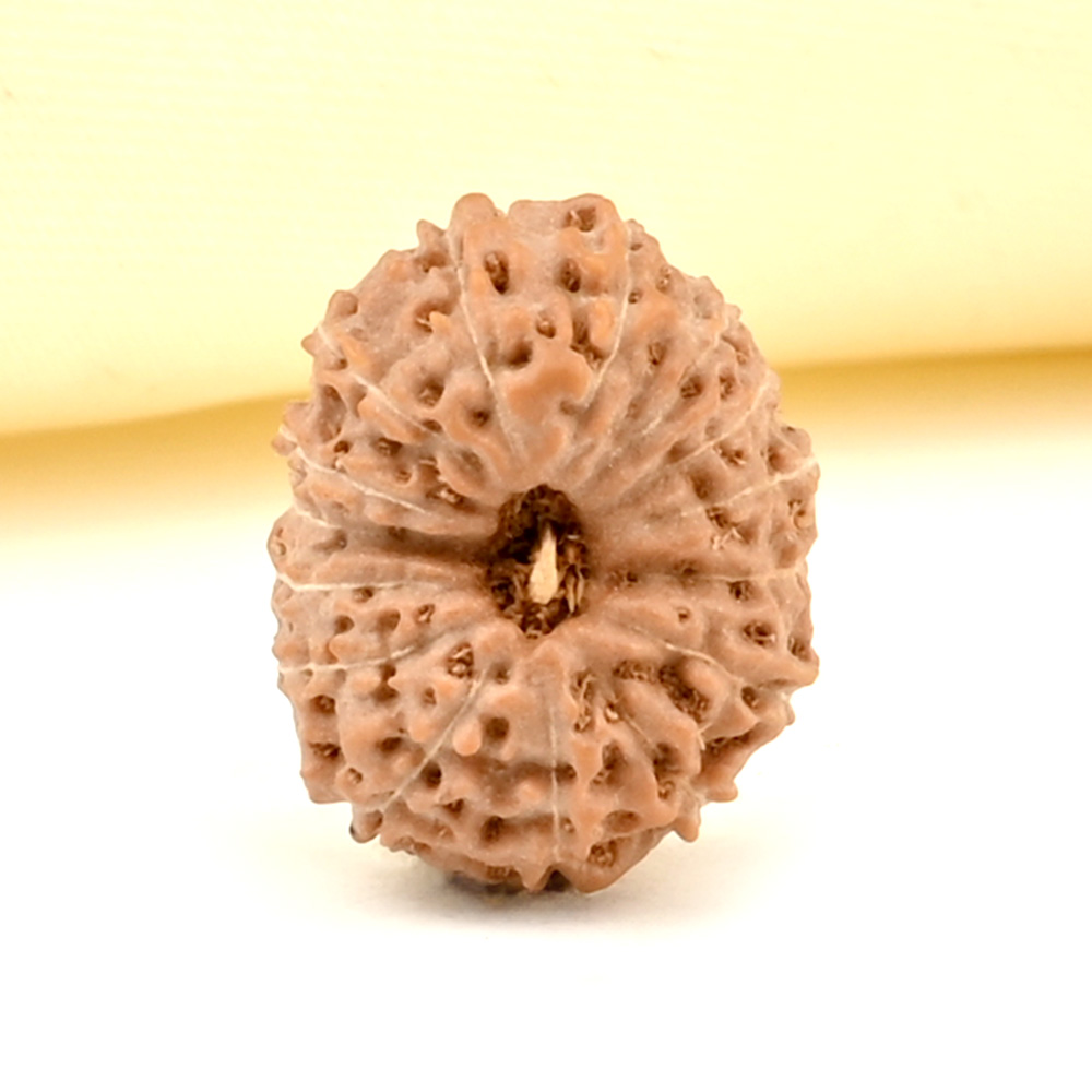 15 Mukhi from Java Indonesia Small - CCLXIV