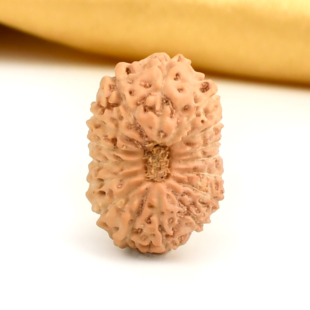 16 Mukhi from Java Indonesia Large - CXXXI