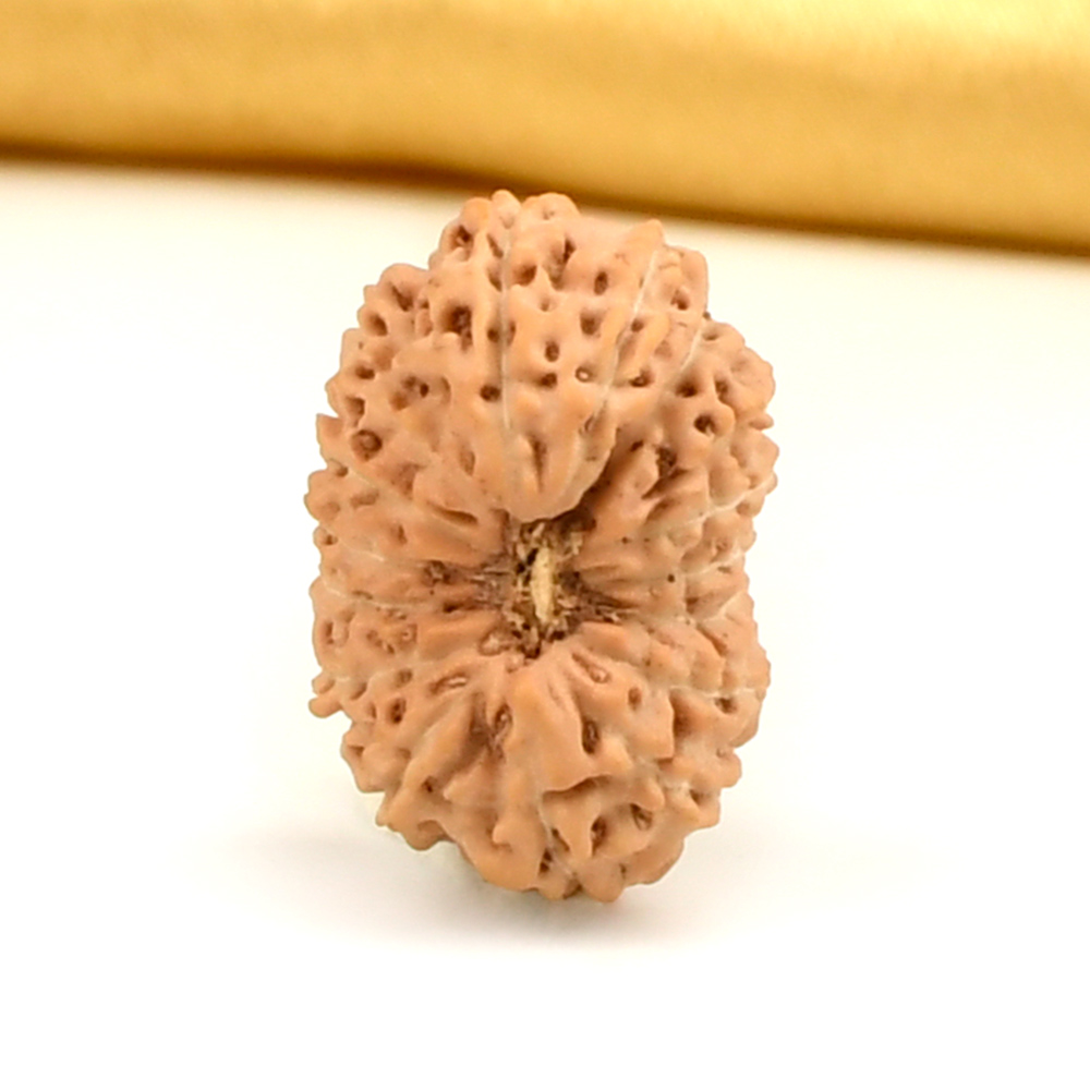 16 Mukhi from Java Indonesia Large - CXXXII