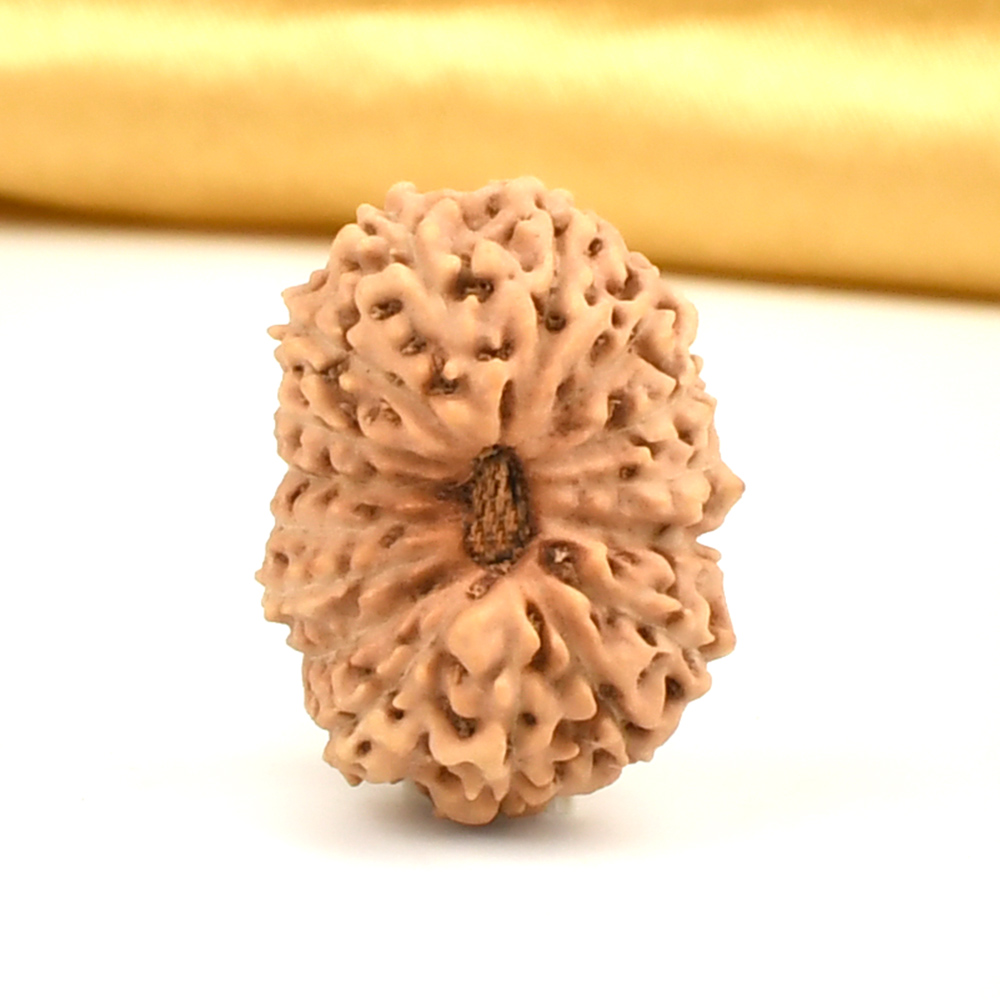 16 Mukhi from Java Indonesia Large - CXXXIII