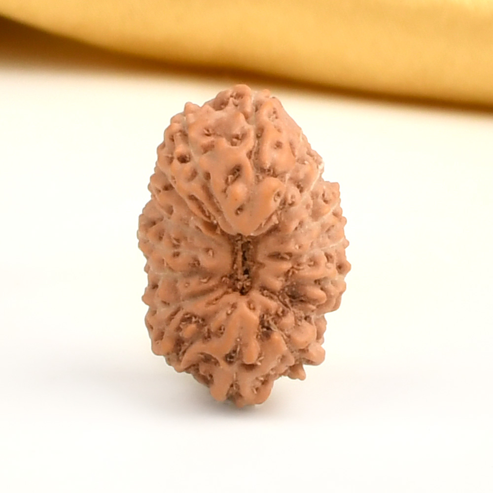 16 Mukhi from Java Indonesia Large - CXII