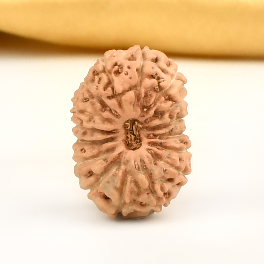 16 Mukhi from Java Indonesia Large - CXIII