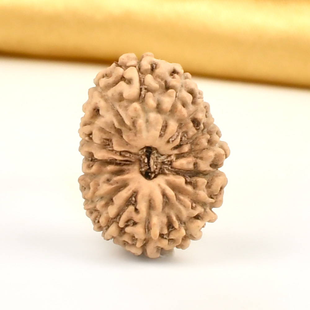 16 Mukhi from Java Indonesia Large - CXIV