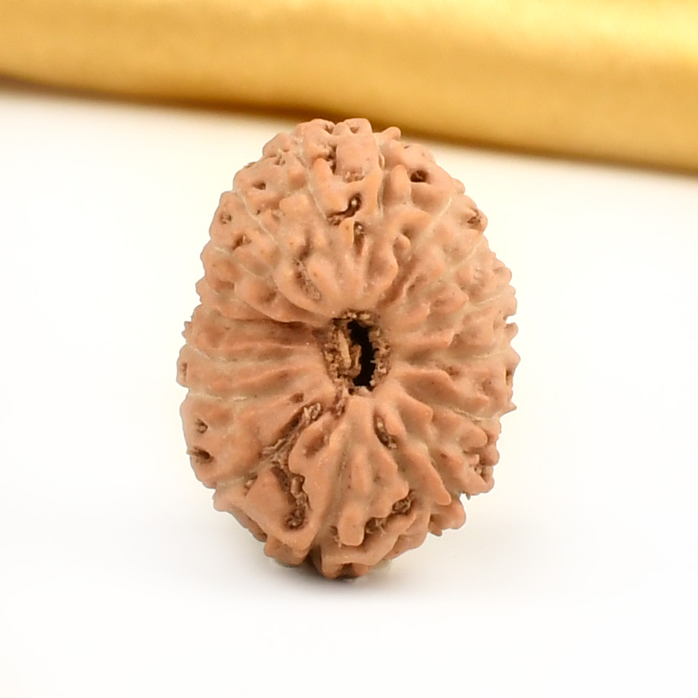 16 Mukhi from Java Indonesia Large - CXVI