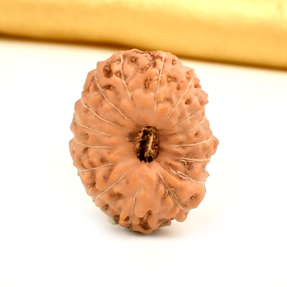 16 Mukhi from Java Indonesia Large - CXXXVIII