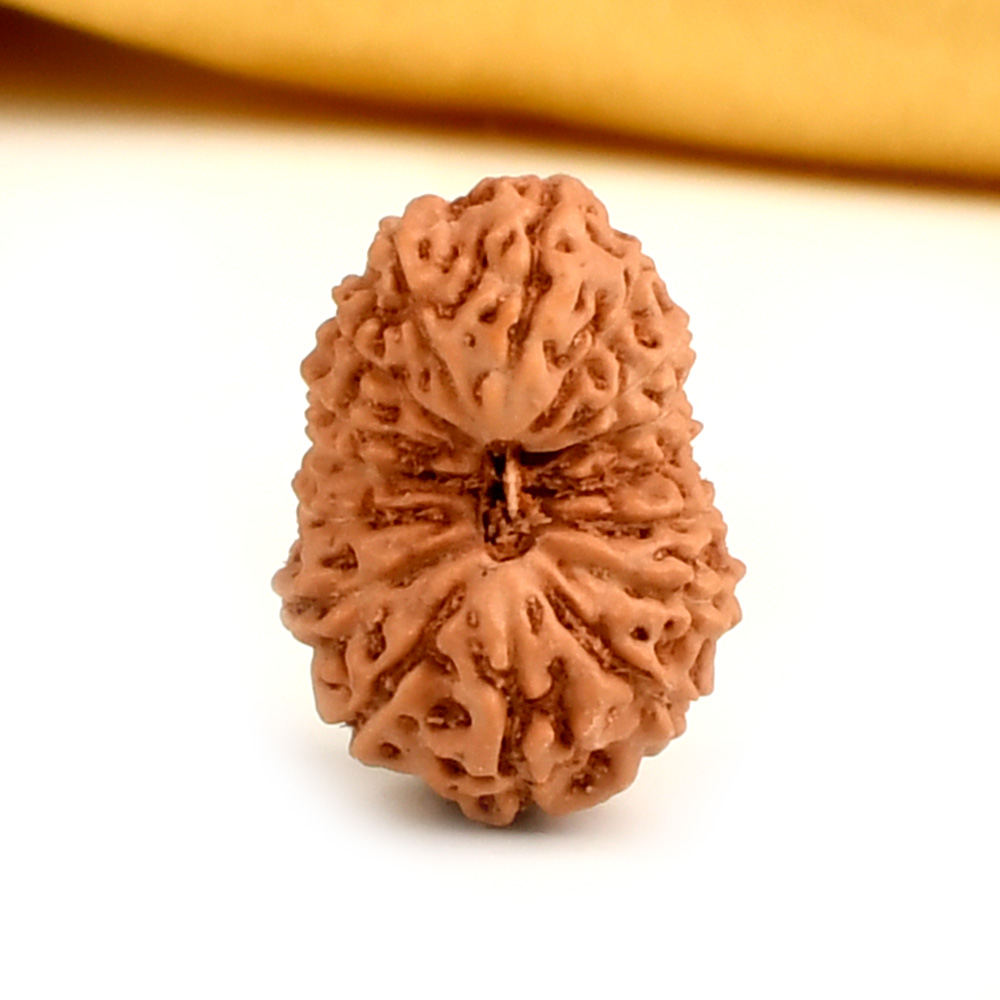 16 Mukhi from Java Indonesia Large - CXXXV