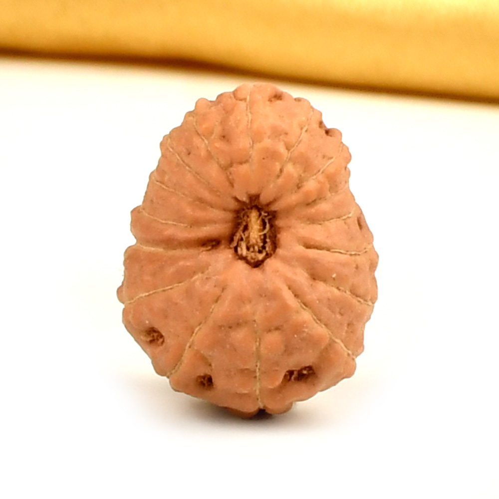 16 Mukhi from Java Indonesia Large - CXXXVI