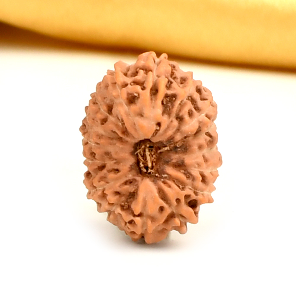 16 Mukhi from Java Indonesia Large - CXXXVII