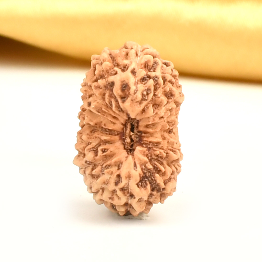 Collector 16 Mukhi from Java Indonesia - CLXXV