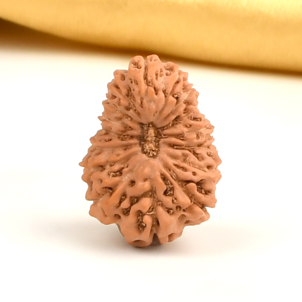 Collector 16 Mukhi from Java Indonesia - CLXX