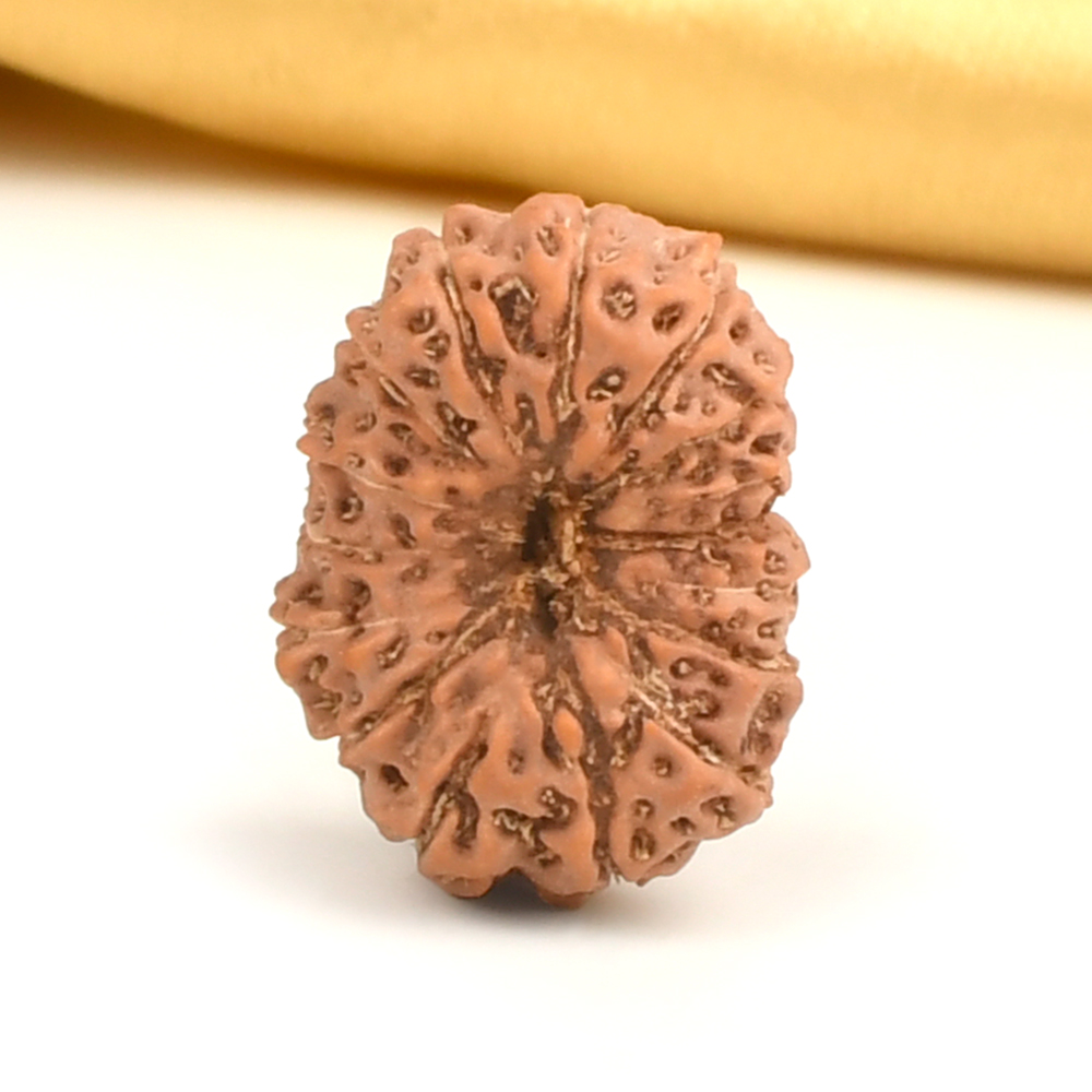 Collector 16 Mukhi from Java Indonesia - CLXXI