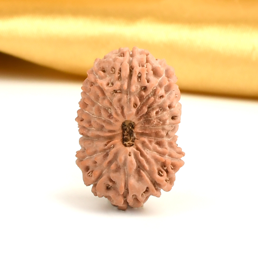 Super Collector 16 Mukhi from Java Indonesia - LXXI