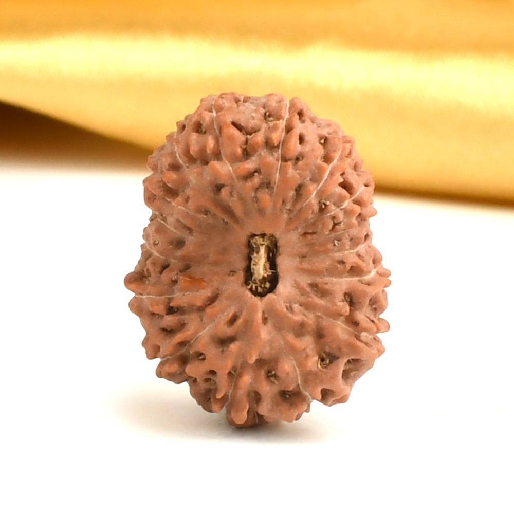 Super Collector 16 Mukhi from Java Indonesia - LXXII