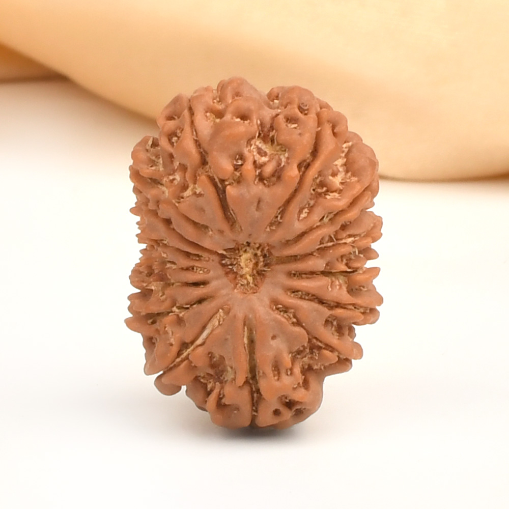 15 Mukhi from Nepal - CXXXV