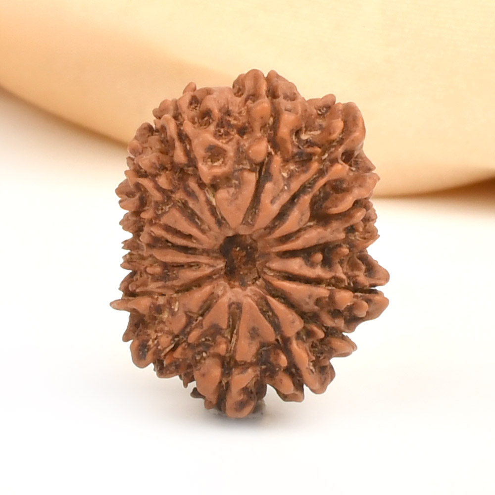 15 Mukhi from Nepal - CXXXVI