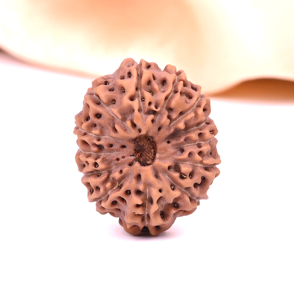 Super Collector 13 Mukhi from Java Indonesia - XIII