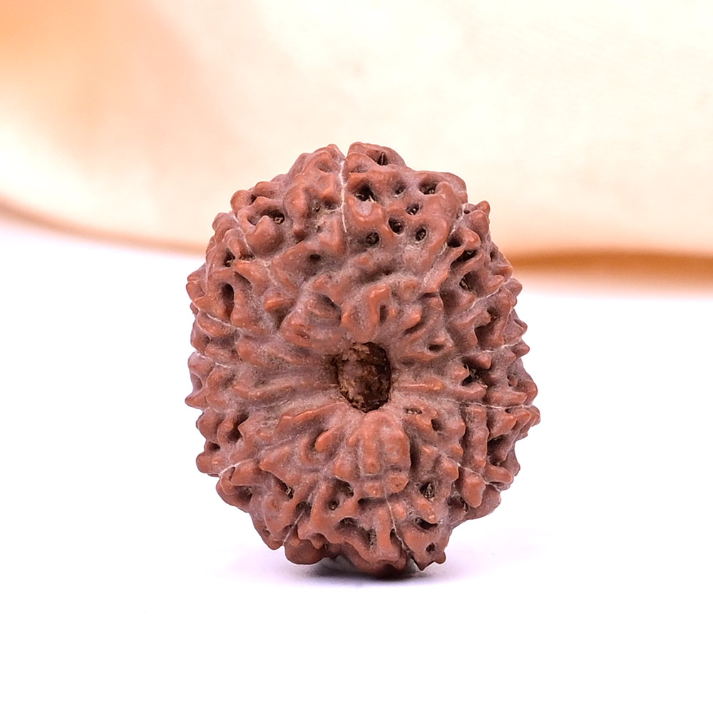 Super Collector 13 Mukhi from Java Indonesia - XVIII