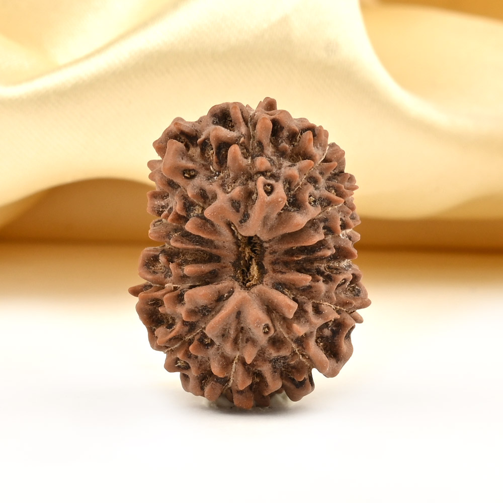 Super Collector 13 Mukhi from Java Indonesia - XXII