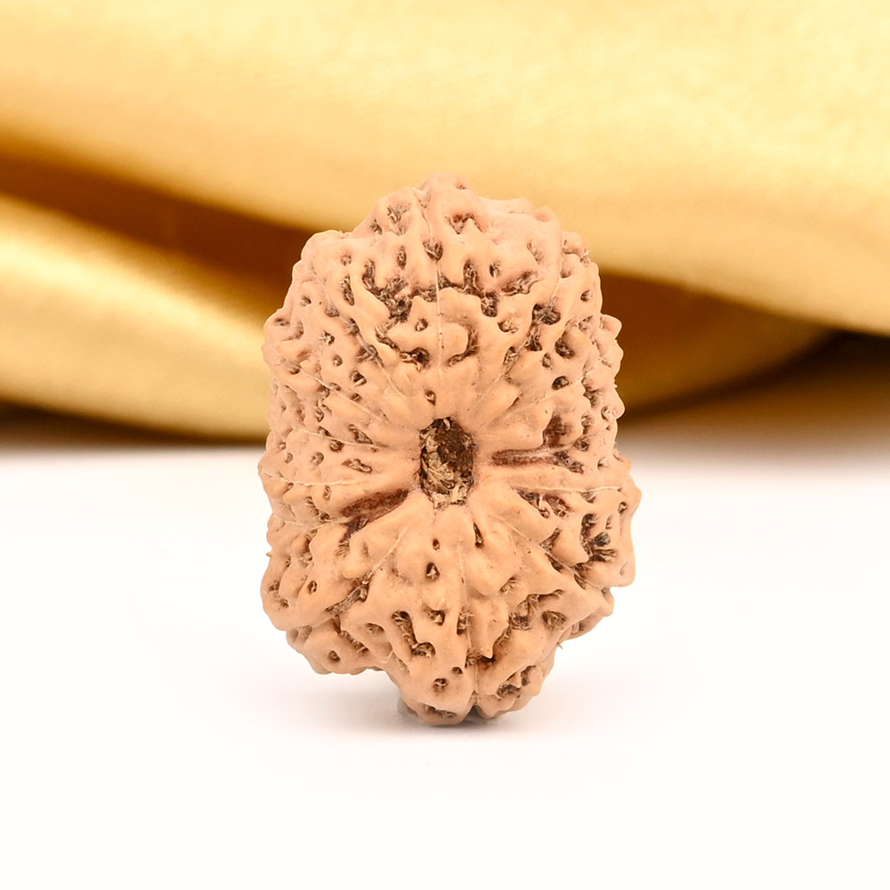 Super Collector 13 Mukhi from Java Indonesia - XX