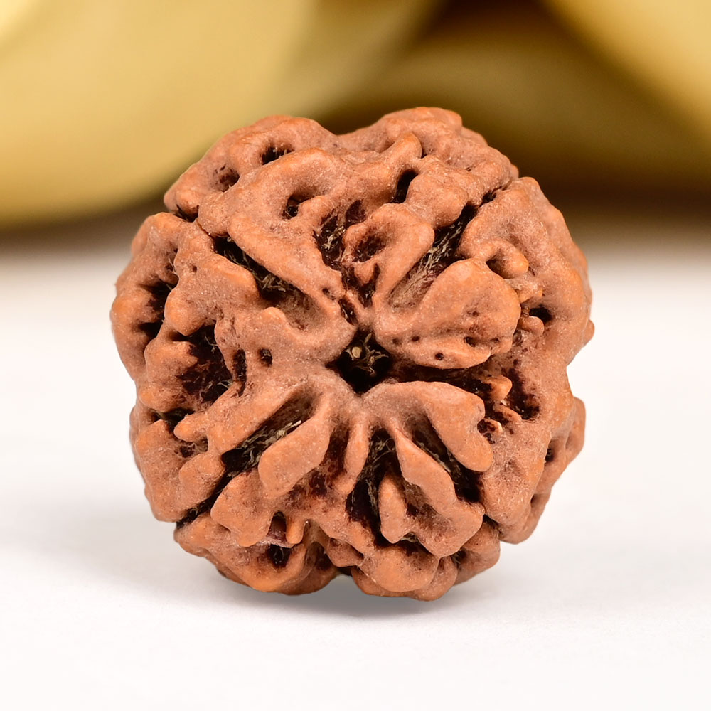 Collector 4 Mukhi from Nepal - CDXCVI