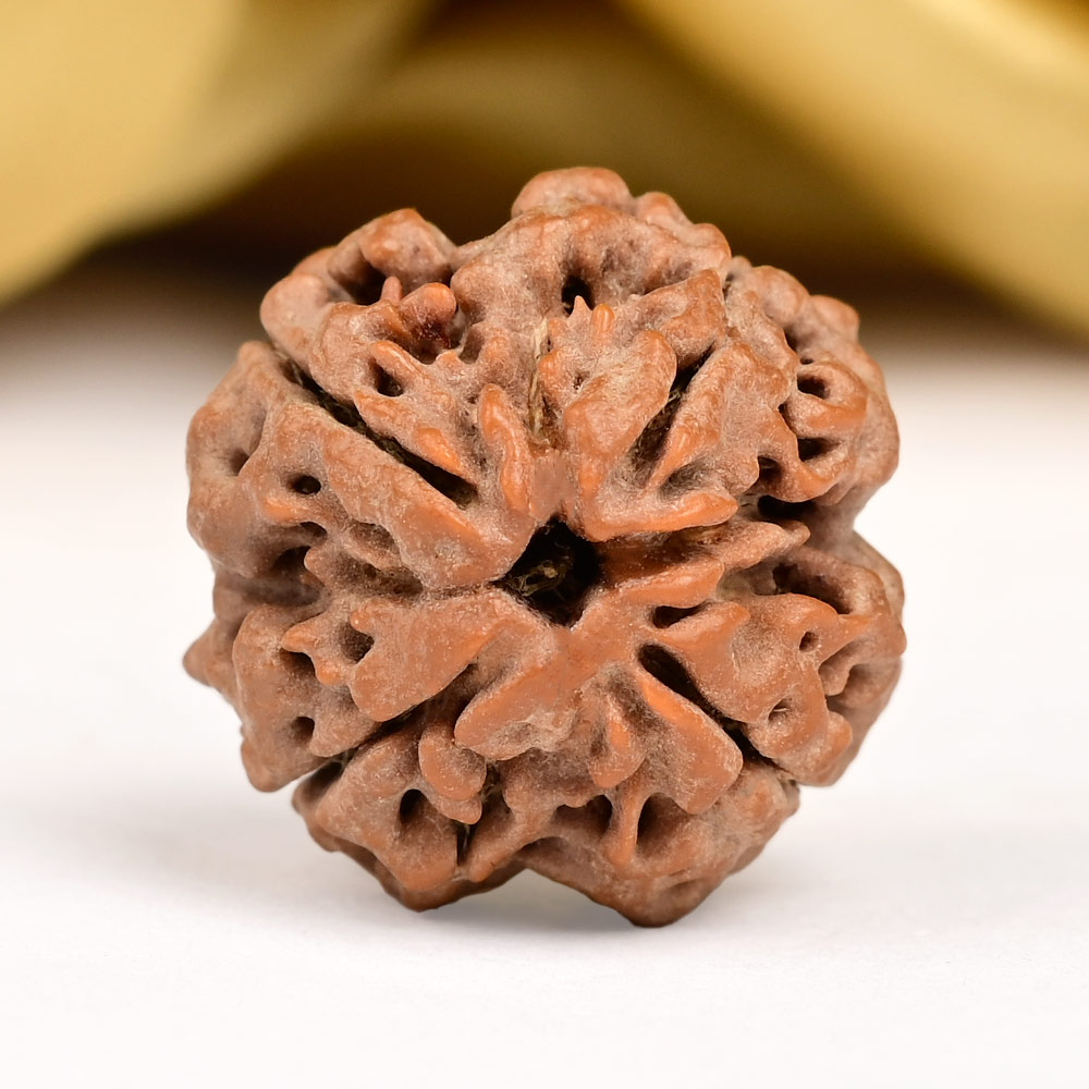Collector 4 Mukhi from Nepal - CDLXXXIX