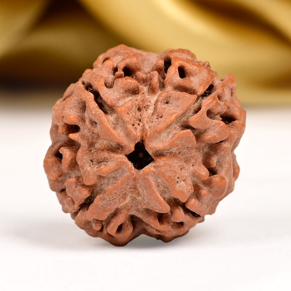 Collector 4 Mukhi from Nepal - CDXCI
