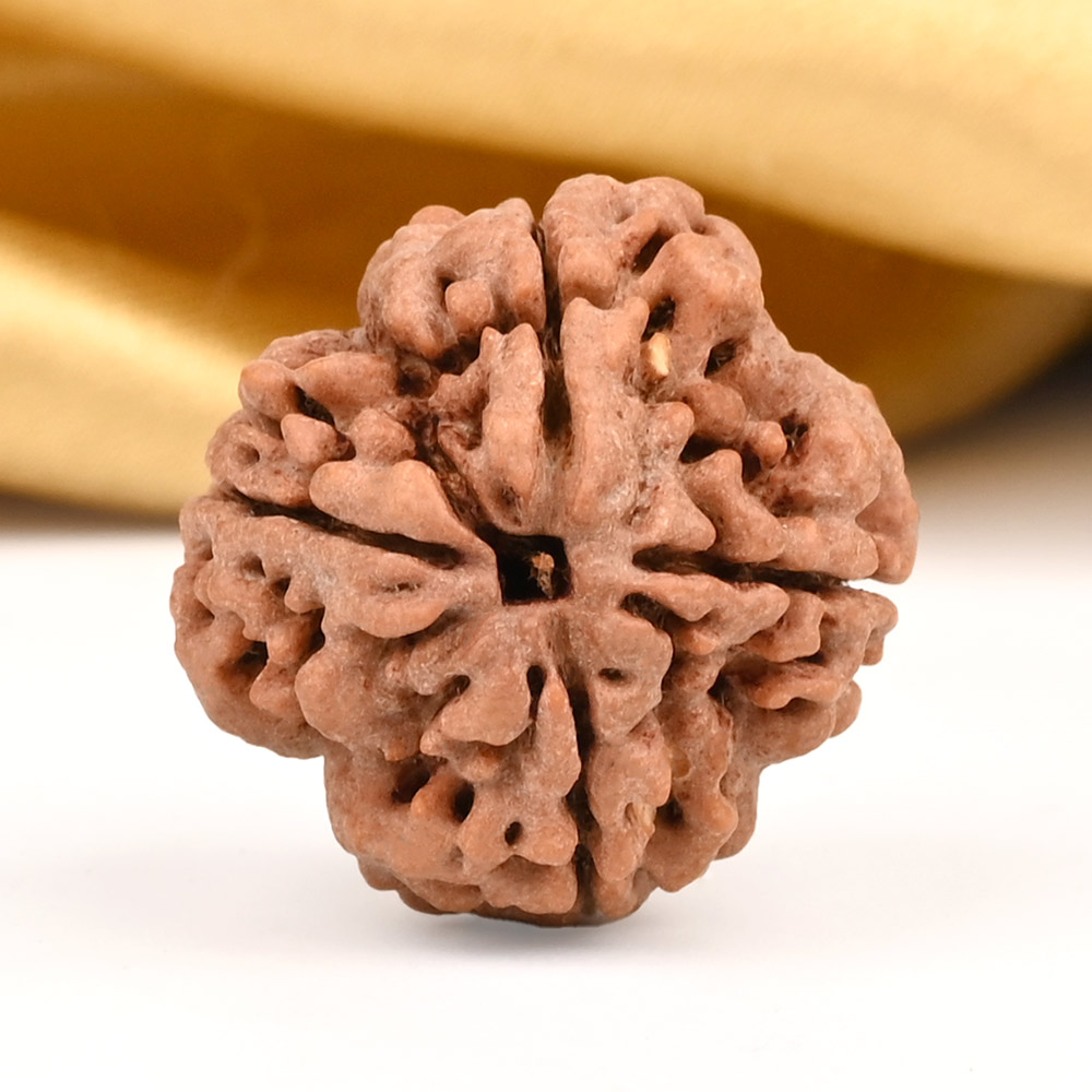 Collector 4 Mukhi from Nepal - CDXCII