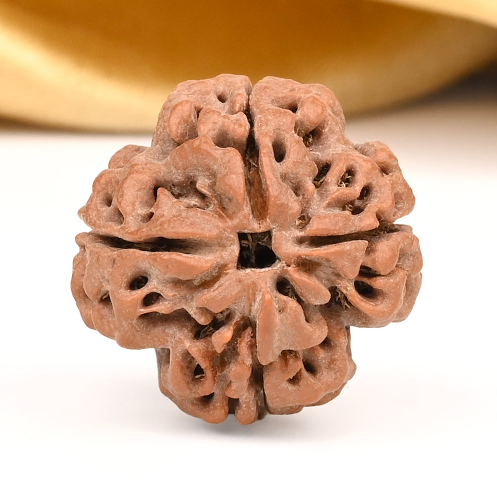 Collector 4 Mukhi from Nepal - CDXCIII