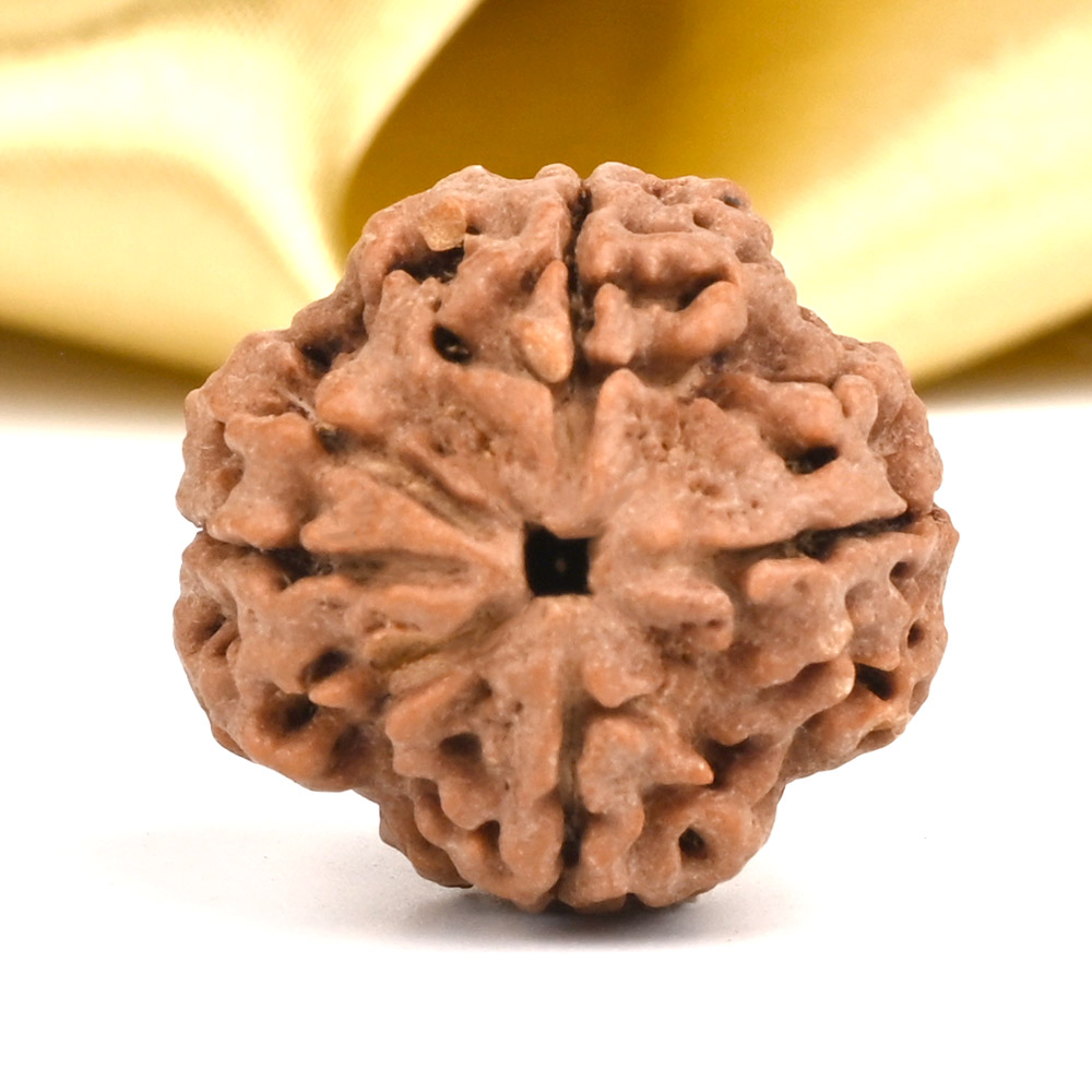 Collector 4 Mukhi from Nepal - CDXCVII