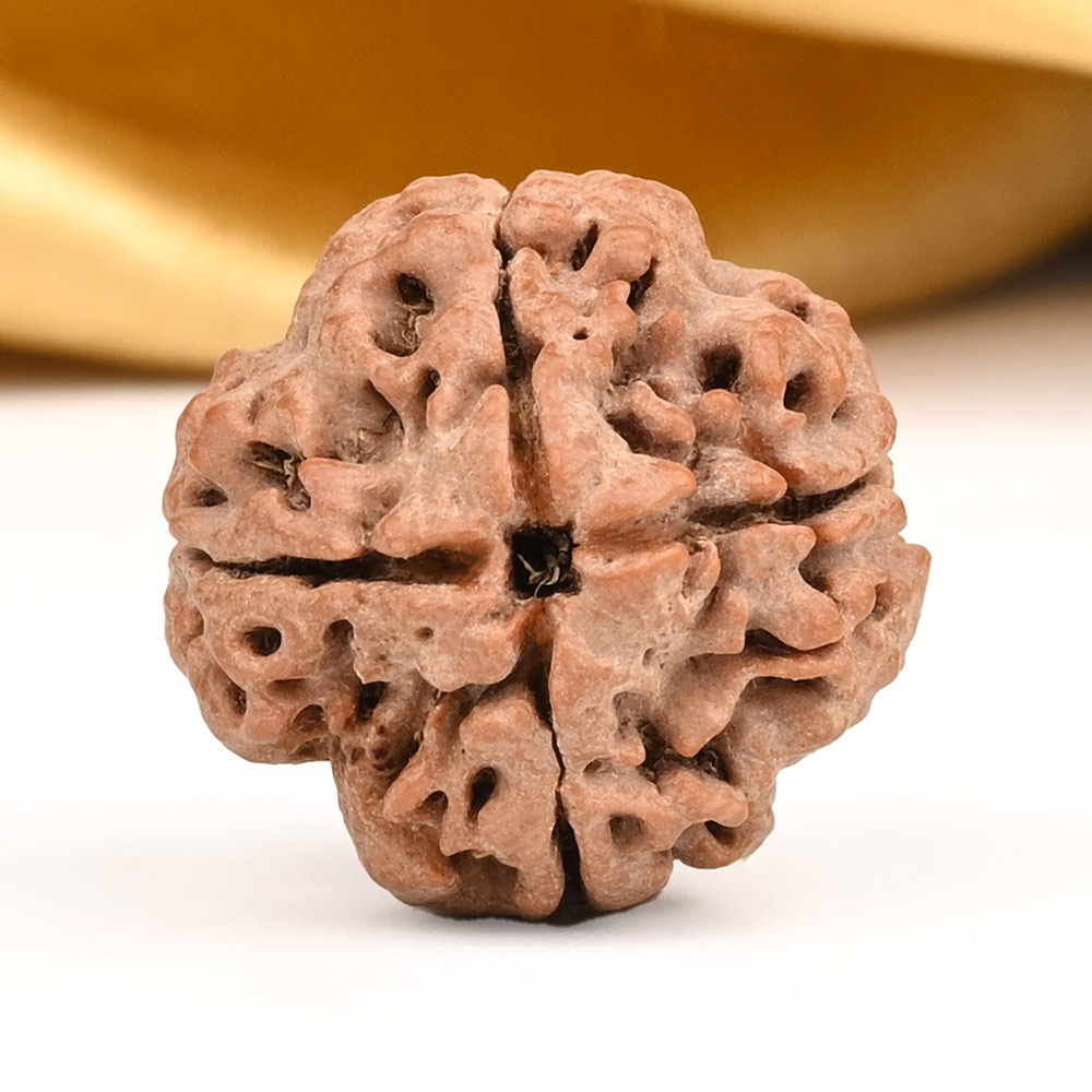 Collector 4 Mukhi from Nepal - CDXCIV