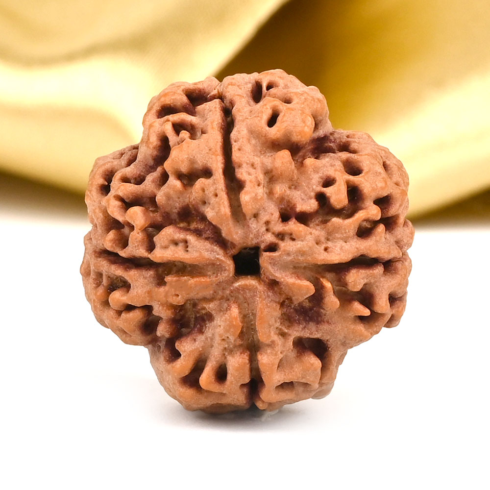 Collector 4 Mukhi from Nepal - CDXCVIII