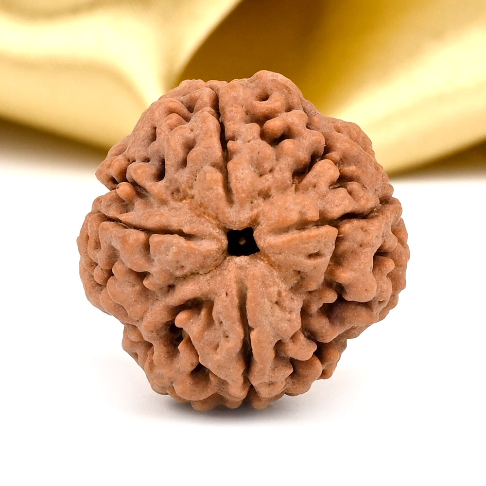 Collector 4 Mukhi from Nepal - CDXCIX