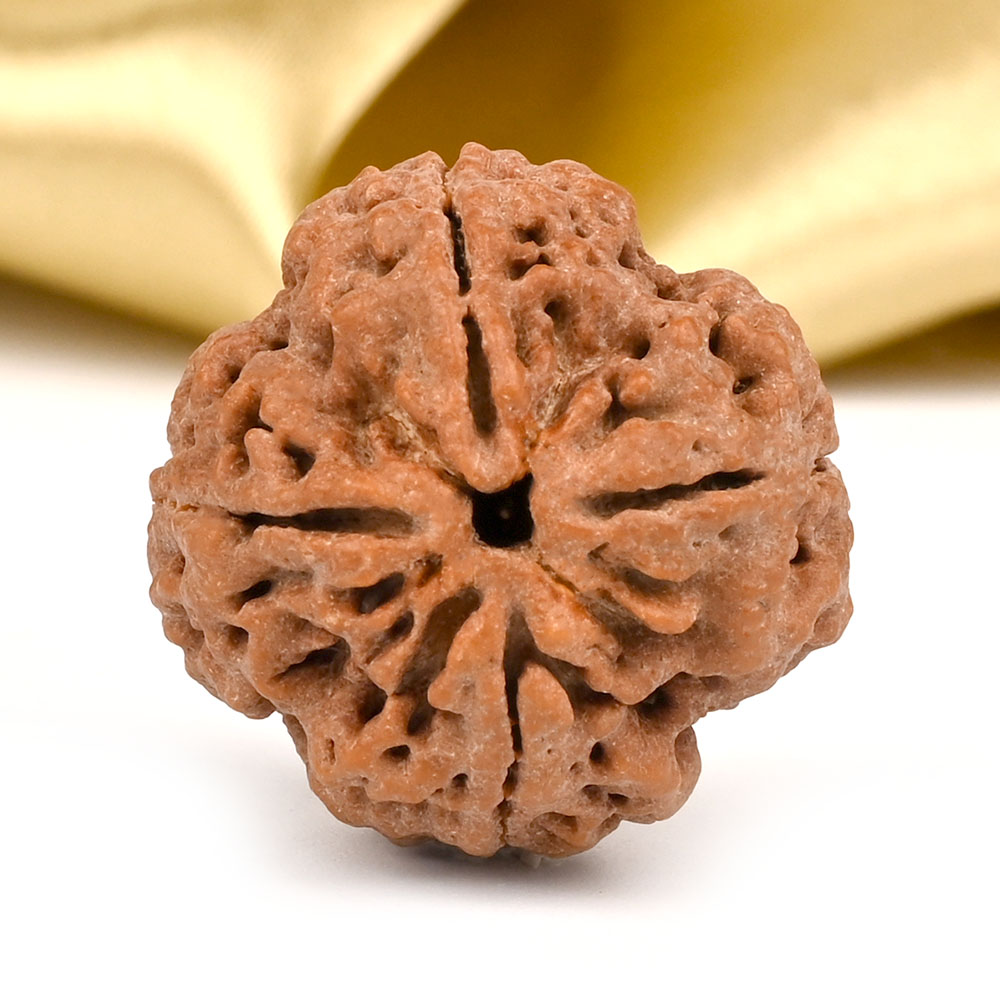 Collector 4 Mukhi from Nepal - DI