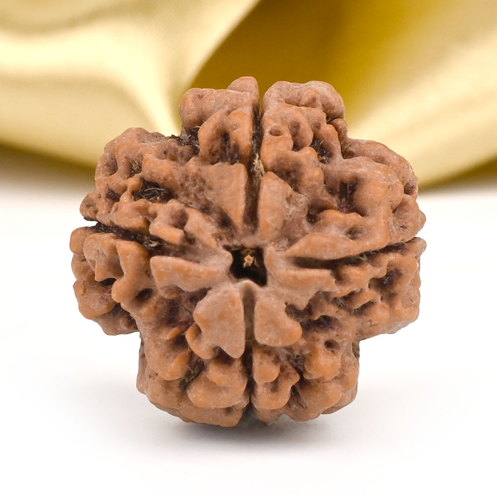 Collector 4 Mukhi from Nepal - DII