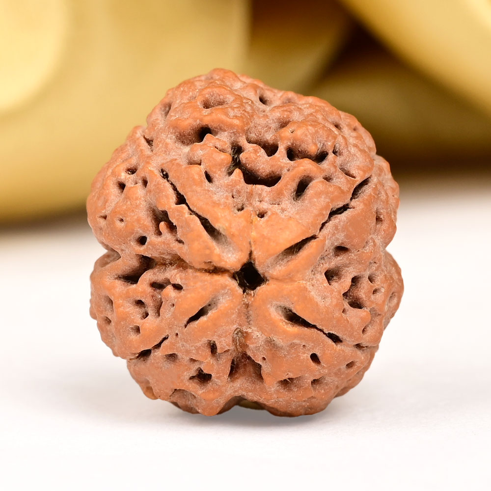 Super Collector 4 Mukhi from Nepal - CLXXXV