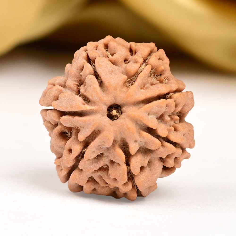 Collector 7 Mukhi from Nepal - DXC