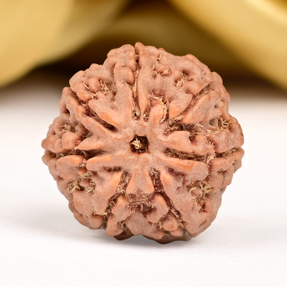Collector 7 Mukhi from Nepal - DXCI