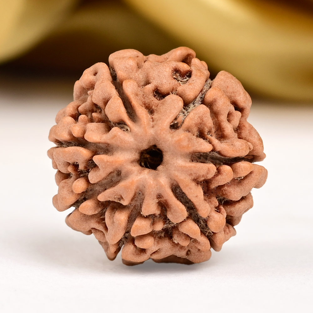 Collector 7 Mukhi from Nepal - DXCII
