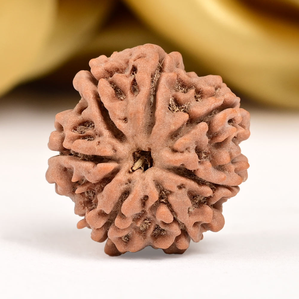 Collector 7 Mukhi from Nepal - DXCV