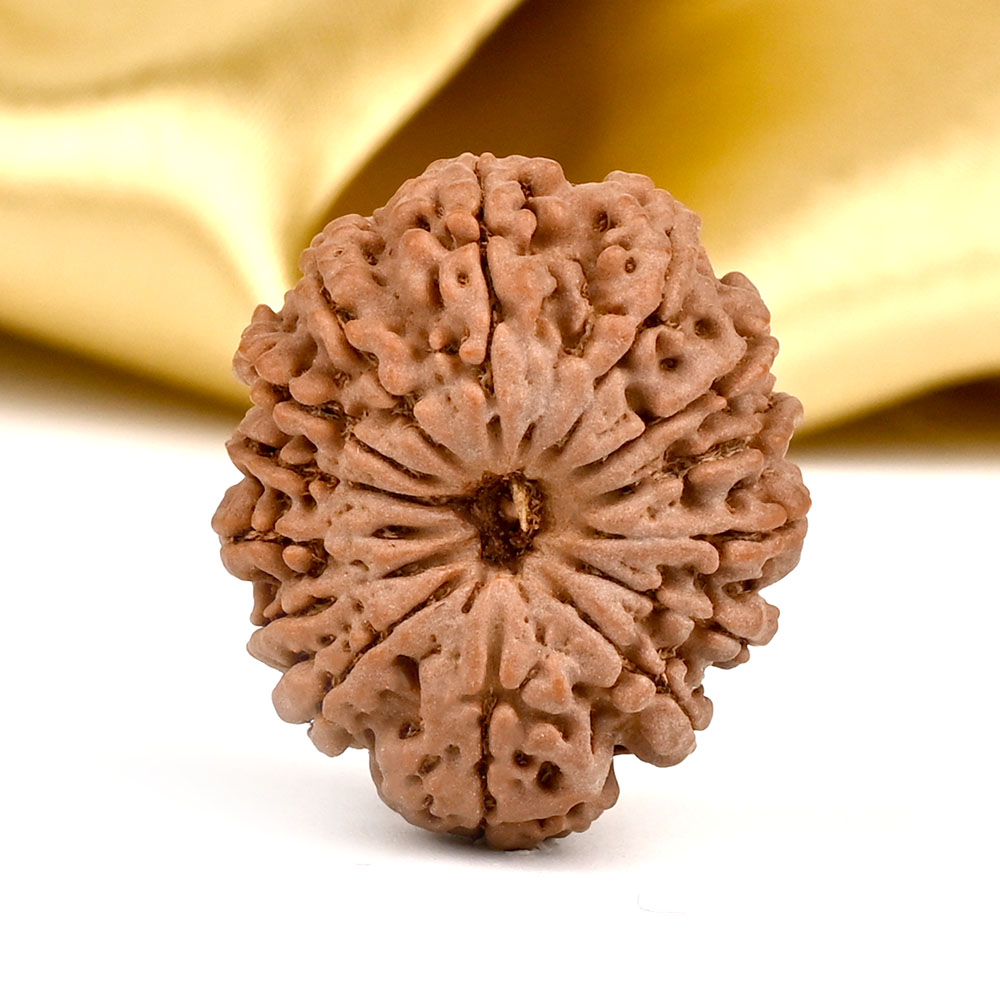 14 Mukhi from Nepal Small - CCXI
